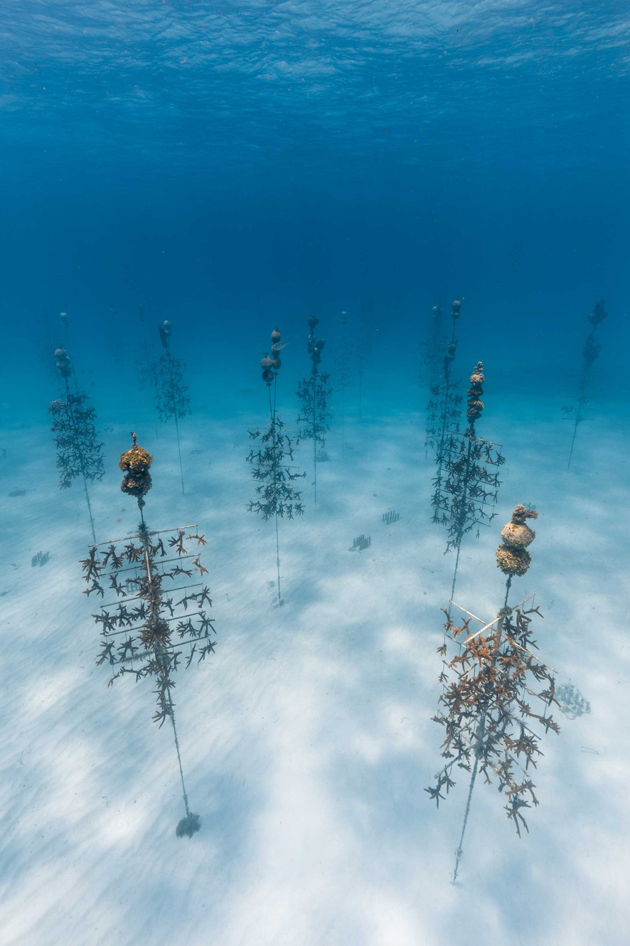 www.coralrestoration.org
